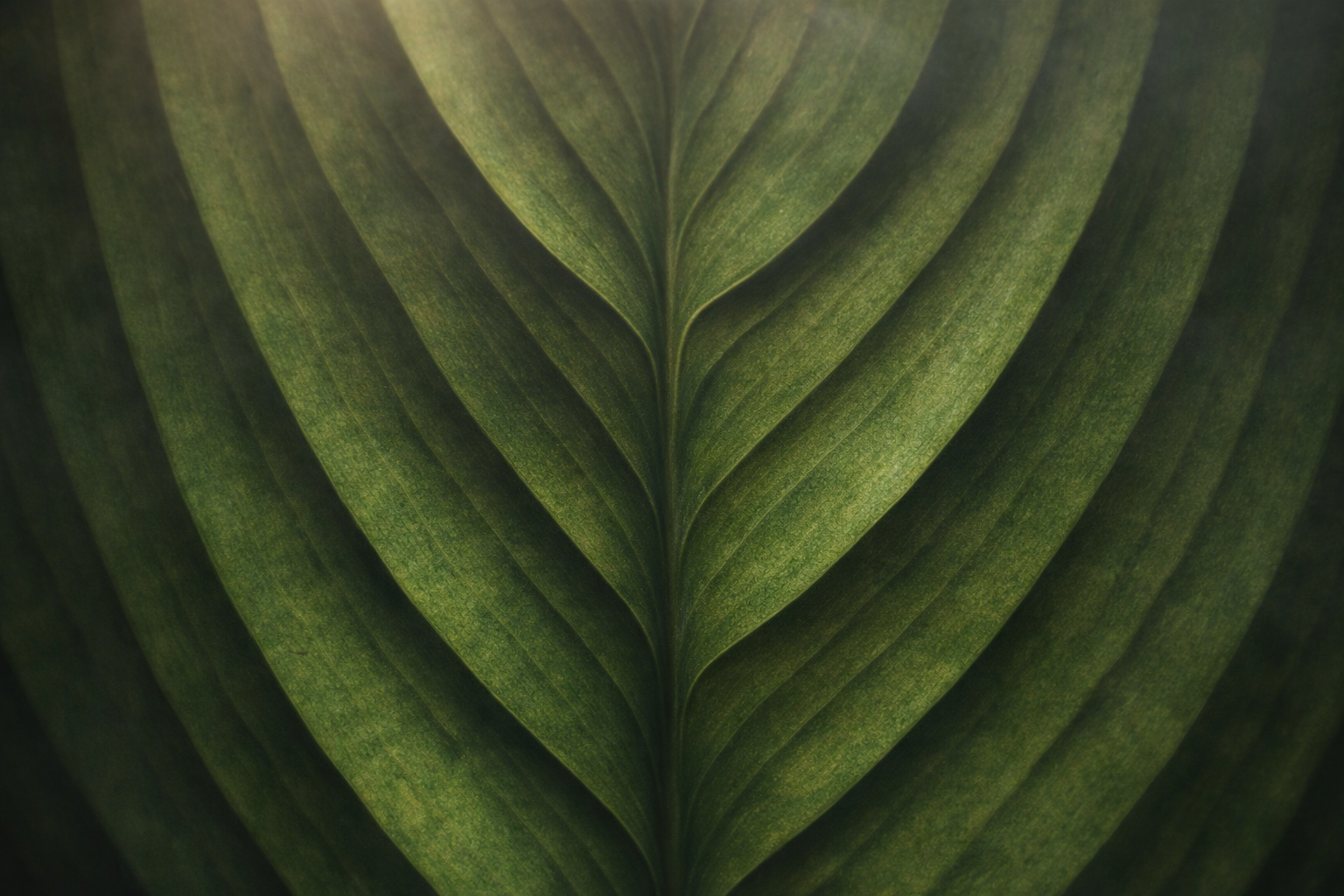 Symmetrical leaf veins in dark green tones